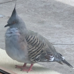 Ocyphaps lophotes (Crested Pigeon) at Monash, ACT - 26 Oct 2019 by jackQ