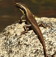 Eulamprus heatwolei (Yellow-bellied Water Skink) at Mount Clear, ACT - 22 Oct 2019 by KMcCue