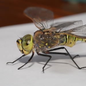 Anax papuensis at Evatt, ACT - 25 Oct 2019