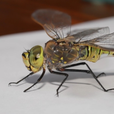 Anax papuensis (Australian Emperor) at Evatt, ACT - 25 Oct 2019 by TimL