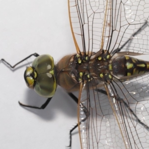 Anax papuensis at Evatt, ACT - 25 Oct 2019 02:20 PM