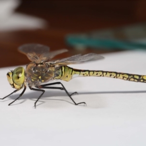 Anax papuensis at Evatt, ACT - 25 Oct 2019