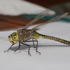 Anax papuensis at Evatt, ACT - 25 Oct 2019 02:20 PM