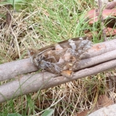 Vanessa kershawi (Australian Painted Lady) at Mount Clear, ACT - 25 Oct 2019 by KMcCue