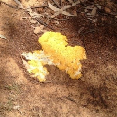 Myxomycete-plasmodium(class) (A slime mould) at Namadgi National Park - 26 Oct 2019 by KMcCue