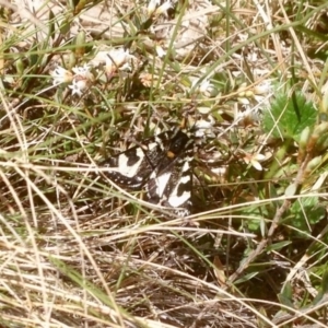 Agaristodes feisthamelii at Mount Clear, ACT - 26 Oct 2019 01:59 PM