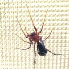 Poecilipta sp. (genus) (Beautiful Ant Mimic Spider) at Corrowong, NSW - 26 Oct 2019 by BlackFlat