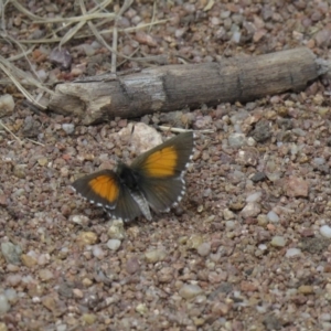 Lucia limbaria at Tuggeranong DC, ACT - 26 Oct 2019 12:08 PM