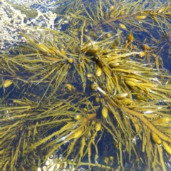 Unidentified Marine Alga & Seaweed at Batemans Marine Park - 21 Oct 2019 by MatthewFrawley
