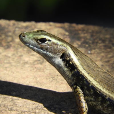 Eulamprus quoyii (Eastern Water Skink) at North Batemans Bay, NSW - 21 Oct 2019 by MatthewFrawley