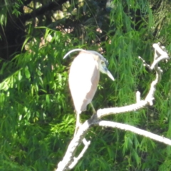 Nycticorax caledonicus (Nankeen Night-Heron) at North Batemans Bay, NSW - 21 Oct 2019 by MatthewFrawley