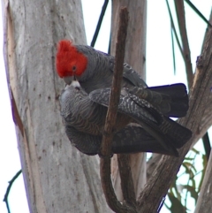 Callocephalon fimbriatum (Gang-gang Cockatoo) at GG91 - 26 Oct 2019 by LisaH