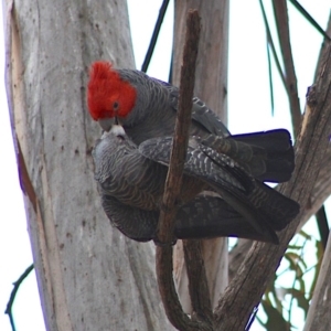 Callocephalon fimbriatum at Hughes, ACT - suppressed