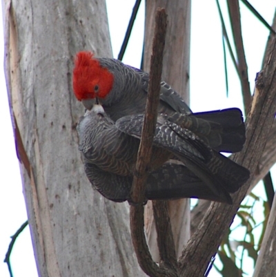 Callocephalon fimbriatum (Gang-gang Cockatoo) at Hughes, ACT - 26 Oct 2019 by LisaH