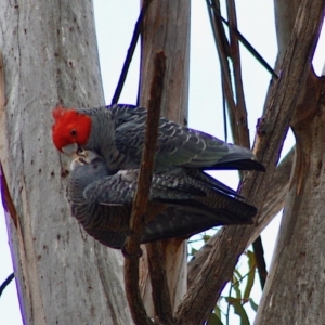 Callocephalon fimbriatum at Hughes, ACT - 26 Oct 2019