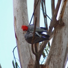 Callocephalon fimbriatum at Hughes, ACT - suppressed