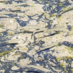 Unidentified Marine Fish Uncategorised at Batemans Marine Park - 21 Oct 2019 by MatthewFrawley