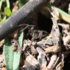Tasmanicosa sp. (genus) (Unidentified Tasmanicosa wolf spider) at Deakin, ACT - 26 Oct 2019 by LisaH