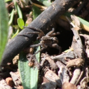 Tasmanicosa sp. (genus) at Deakin, ACT - 26 Oct 2019