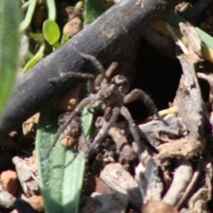 Tasmanicosa sp. (genus) at Deakin, ACT - 26 Oct 2019