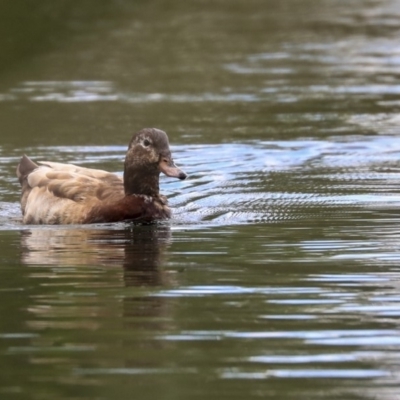 Anas platyrhynchos (Mallard (Domestic Type)) at Yarralumla, ACT - 7 Oct 2019 by AlisonMilton