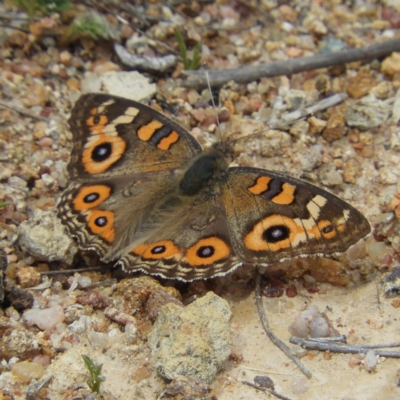 Junonia villida (Meadow Argus) at Kambah, ACT - 26 Oct 2019 by MatthewFrawley