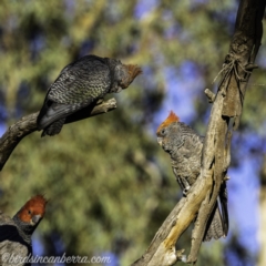 Callocephalon fimbriatum (Gang-gang Cockatoo) at Garran, ACT - 19 Oct 2019 by BIrdsinCanberra