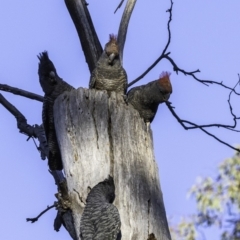 Callocephalon fimbriatum at Garran, ACT - 20 Oct 2019