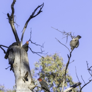 Callocephalon fimbriatum at Garran, ACT - 20 Oct 2019