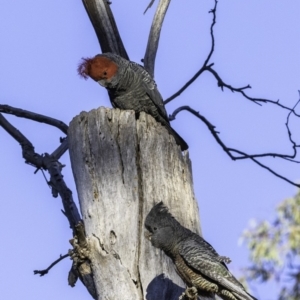 Callocephalon fimbriatum at Garran, ACT - 20 Oct 2019