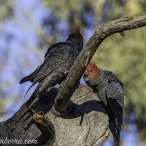 Callocephalon fimbriatum at Garran, ACT - 20 Oct 2019