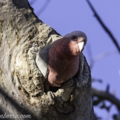 Eolophus roseicapilla (Galah) at Garran, ACT - 20 Oct 2019 by JonSteinbeck