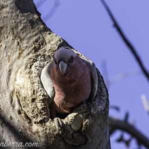 Eolophus roseicapilla at Garran, ACT - 20 Oct 2019