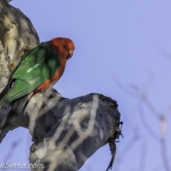 Alisterus scapularis (Australian King-Parrot) at Garran, ACT - 20 Oct 2019 by JonSteinbeck