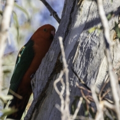 Alisterus scapularis at Garran, ACT - 20 Oct 2019