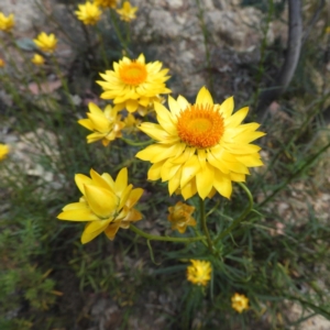 Xerochrysum viscosum at Kambah, ACT - 26 Oct 2019 11:30 AM