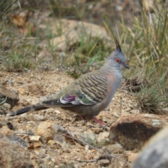 Ocyphaps lophotes (Crested Pigeon) at Kambah, ACT - 26 Oct 2019 by MatthewFrawley