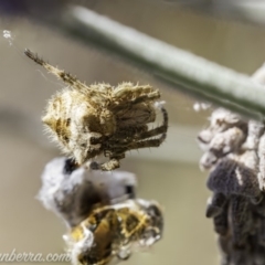 Araneinae (subfamily) (Orb weaver) at Hughes, ACT - 20 Oct 2019 by JonSteinbeck