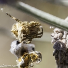 Araneinae (subfamily) (Orb weaver) at Hughes, ACT - 19 Oct 2019 by BIrdsinCanberra