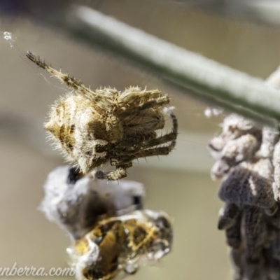 Araneinae (subfamily) (Orb weaver) at Hughes, ACT - 19 Oct 2019 by BIrdsinCanberra