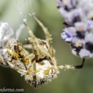 Araneinae (subfamily) at Hughes, ACT - 20 Oct 2019