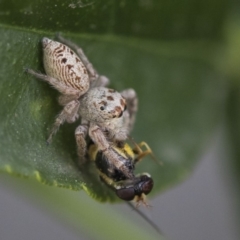 Opisthoncus grassator (Jumping spider) at Higgins, ACT - 5 Oct 2019 by AlisonMilton