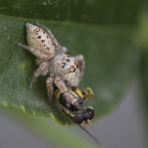 Opisthoncus grassator at Higgins, ACT - 5 Oct 2019 02:16 PM