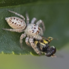 Opisthoncus grassator at Higgins, ACT - 5 Oct 2019 02:16 PM