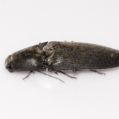 Monocrepidius (genus) (Click beetle) at Higgins, ACT - 1 Oct 2019 by AlisonMilton