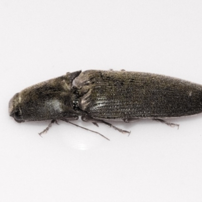 Monocrepidius (genus) (Click beetle) at Higgins, ACT - 1 Oct 2019 by AlisonMilton