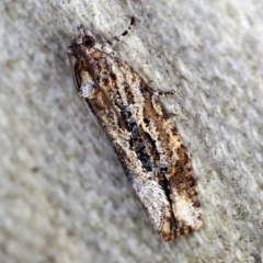 Thrincophora lignigerana (A Tortricid moth) at O'Connor, ACT - 22 Oct 2019 by ibaird