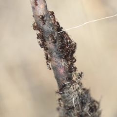 Papyrius nitidus (Shining Coconut Ant) at The Pinnacle - 1 Oct 2019 by AlisonMilton