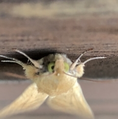 Helicoverpa (genus) (A bollworm) at Monash, ACT - 24 Oct 2019 by jackQ