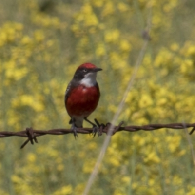 Epthianura tricolor (Crimson Chat) at Kangiara, NSW - 6 Oct 2019 by Alison Milton